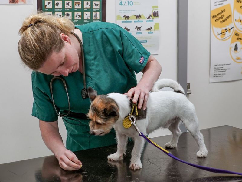 Dogs trust help with 2024 neutering